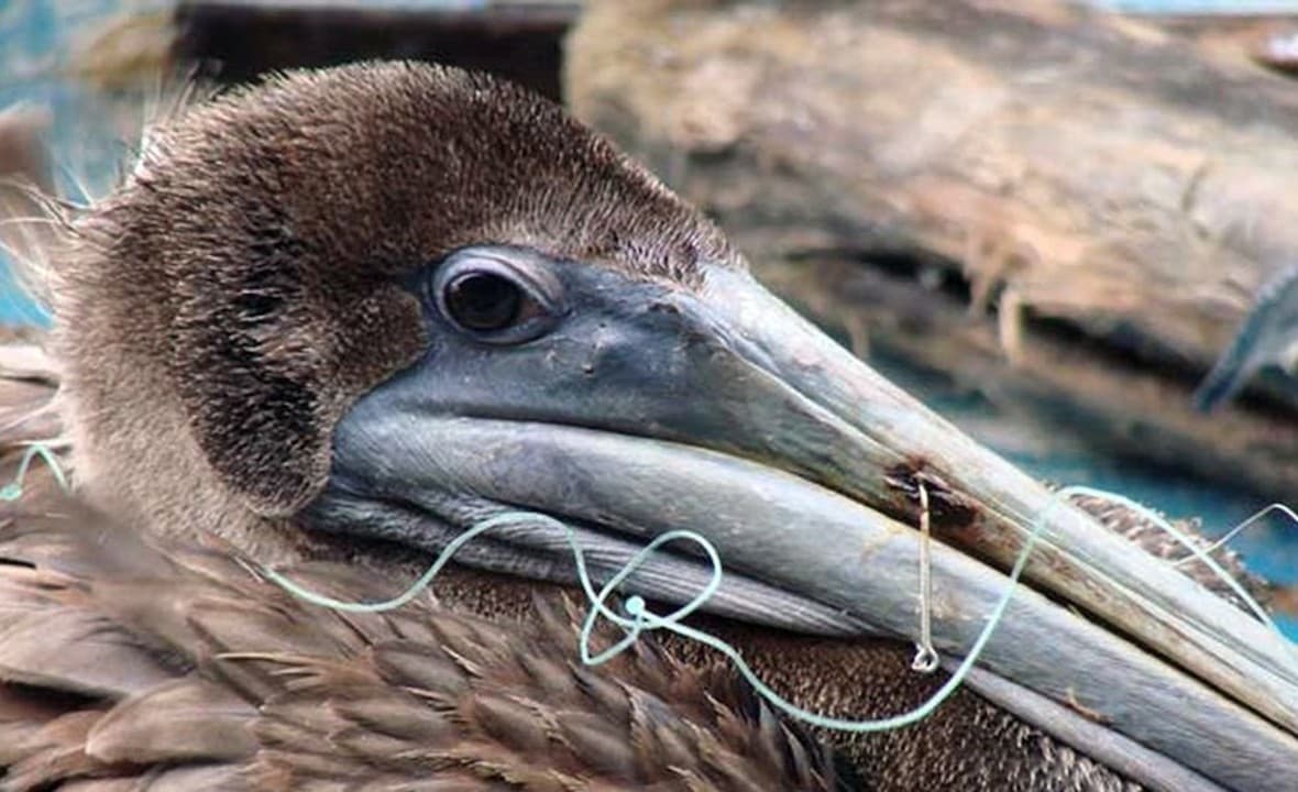 A bird with line tying its mouth shut.