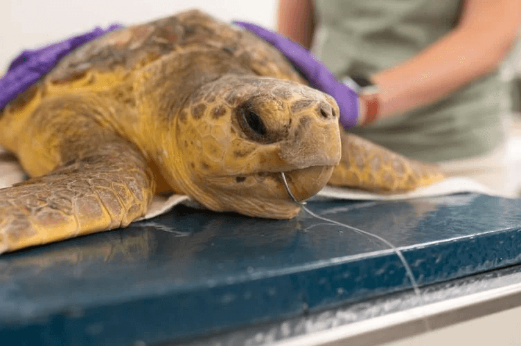 Turtle with fishing line caught in its mouth