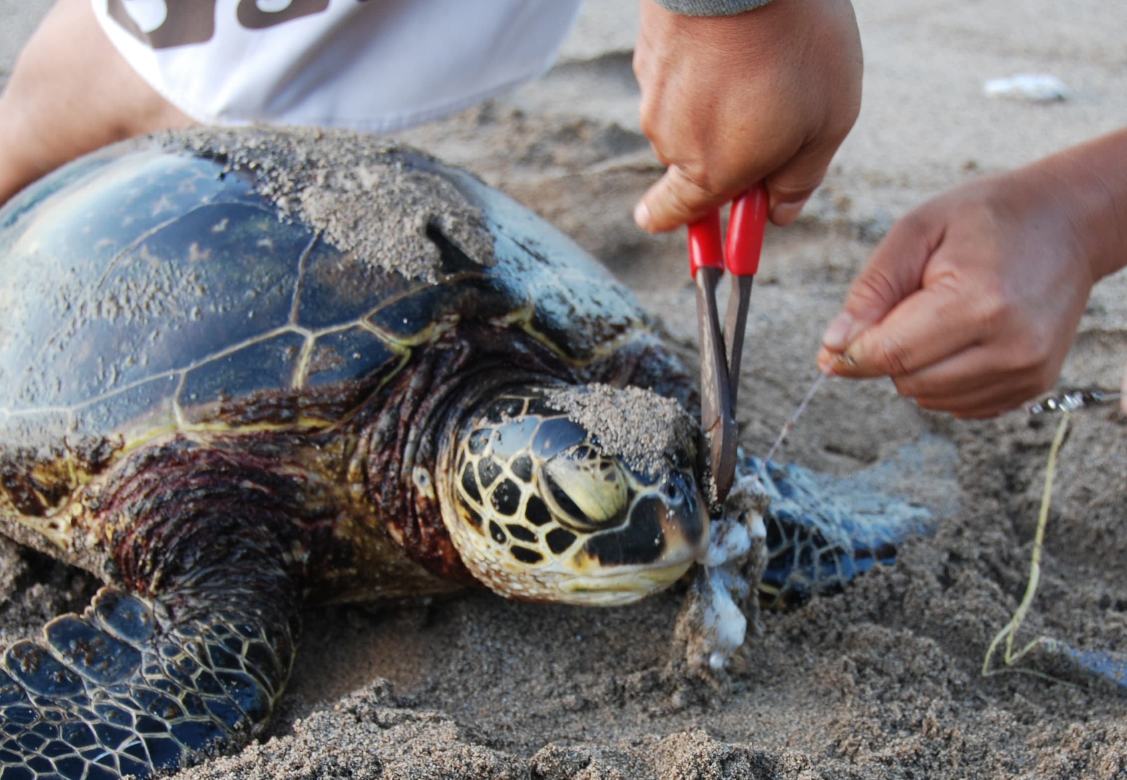 A turtle with fishing gear caught in its mouth.