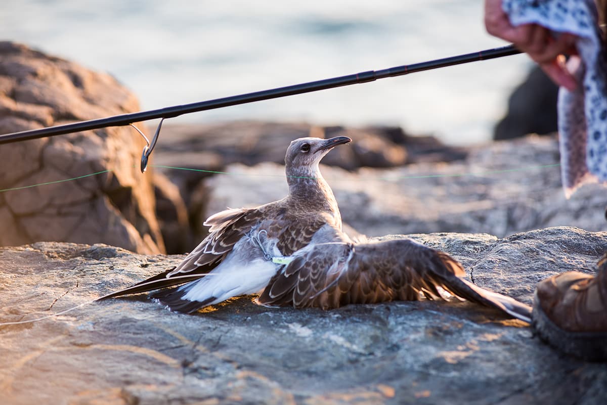 A seagull tangled in fishing line