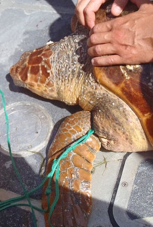 This loggerhead sea turtle was rescued by the U.S. Coast Guard off the Atlantic coast after being entangled in plastic line and dragging a bucket.  Photo: Coast Guard News