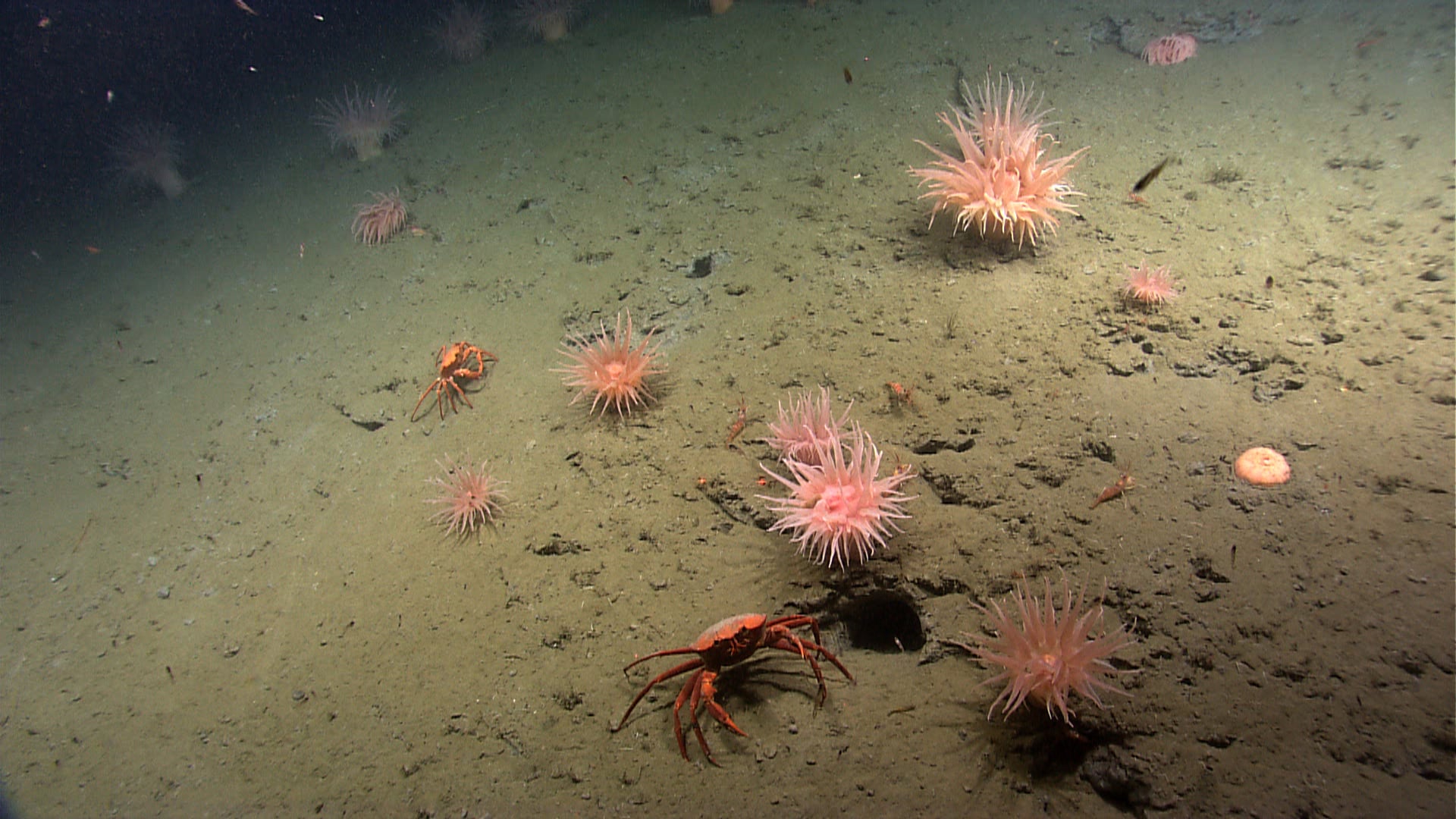 MARCO Releases Course of Action, Convenes Experts to Discuss Deep Sea Canyon Science
