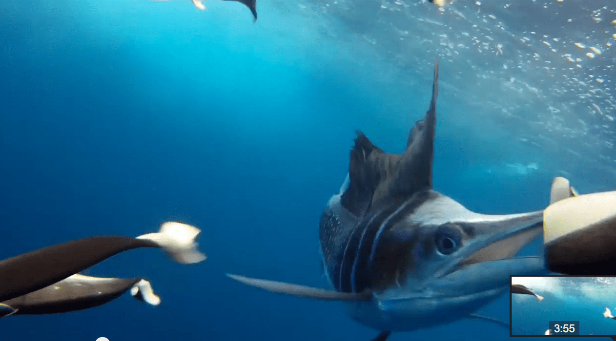 Amazing look at Mid-Atlantic tuna, sharks, marlin and sailfish