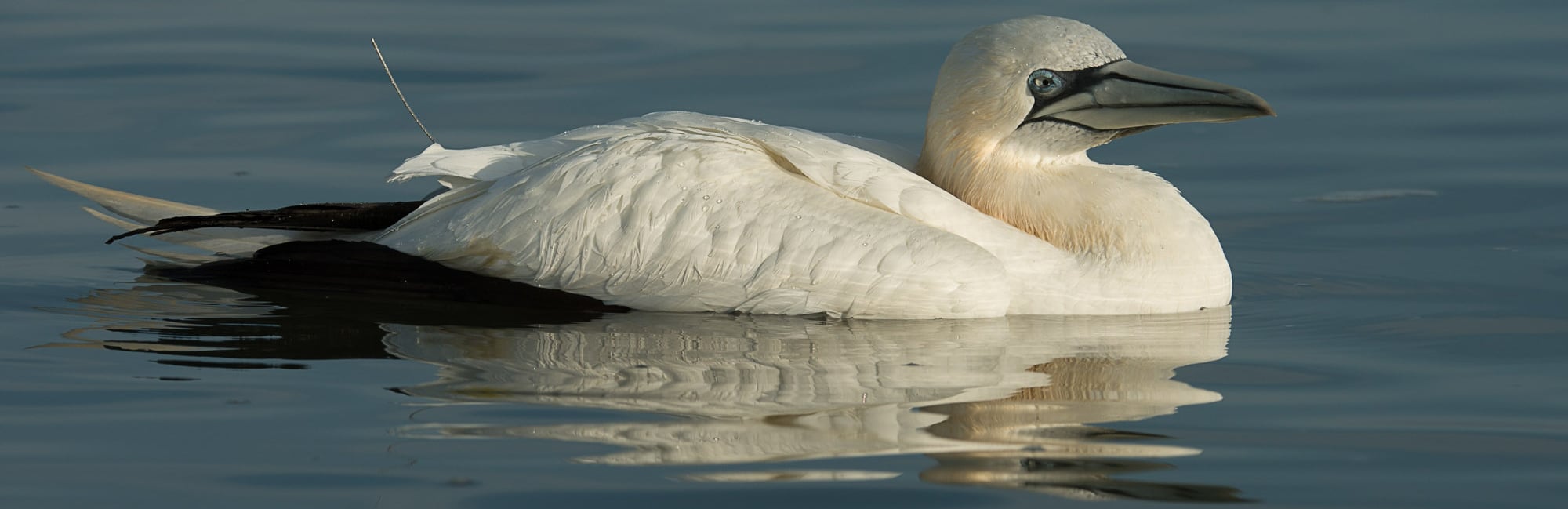 New Studies Highlight Offshore Marine Wildlife, Economics in the Mid-Atlantic