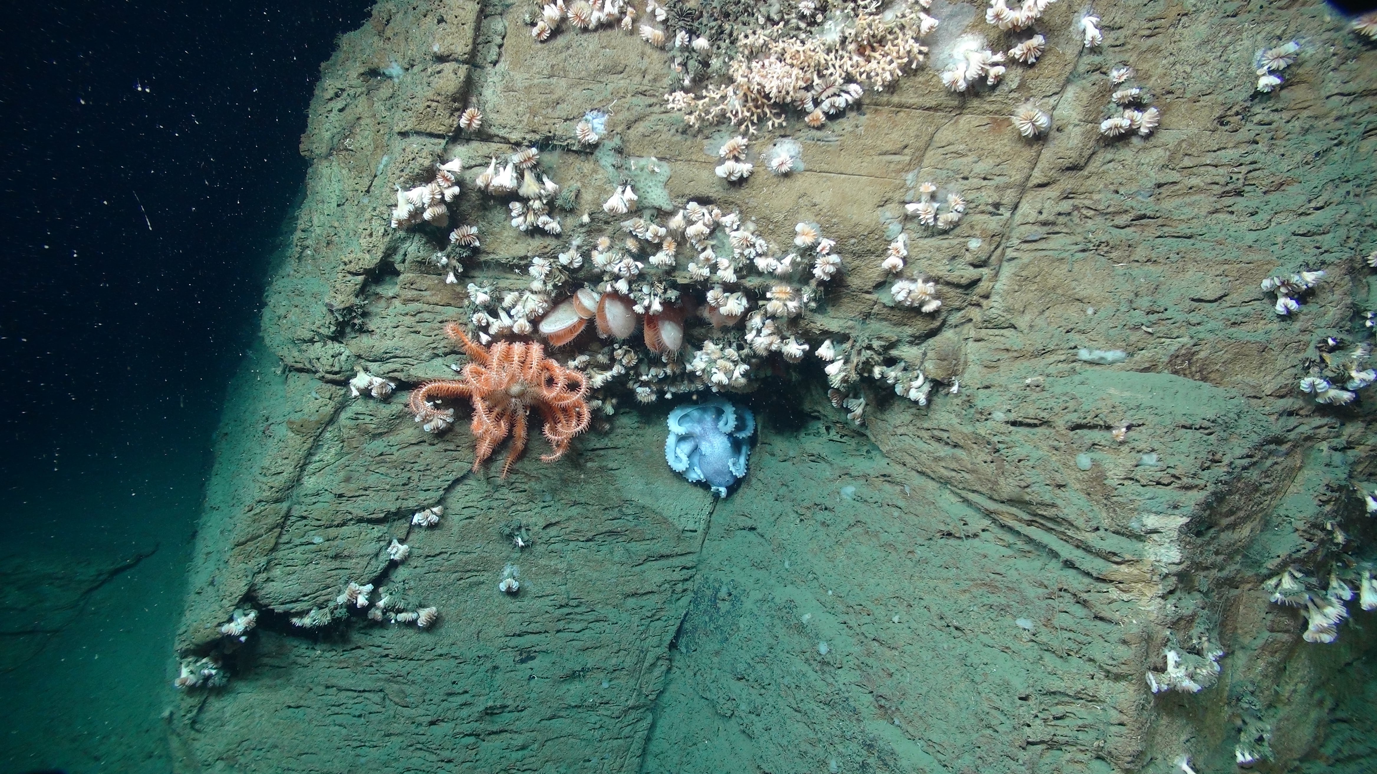 Regional Workshop Held to Explore Submarine Canyons Science and Management
