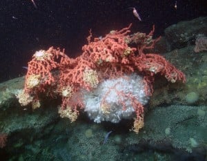 lophelia-paragorgia-gorgonocephalus