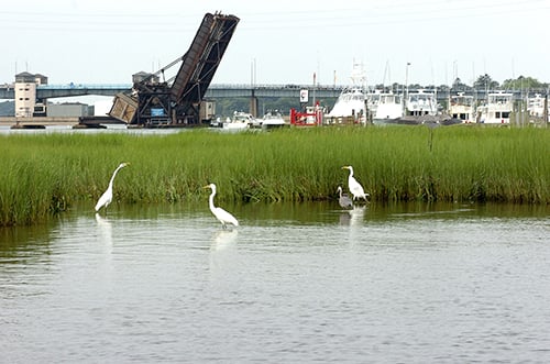 Mid-Atlantic States Identify Wetland Restoration as Key Action for Reducing Climate Risk