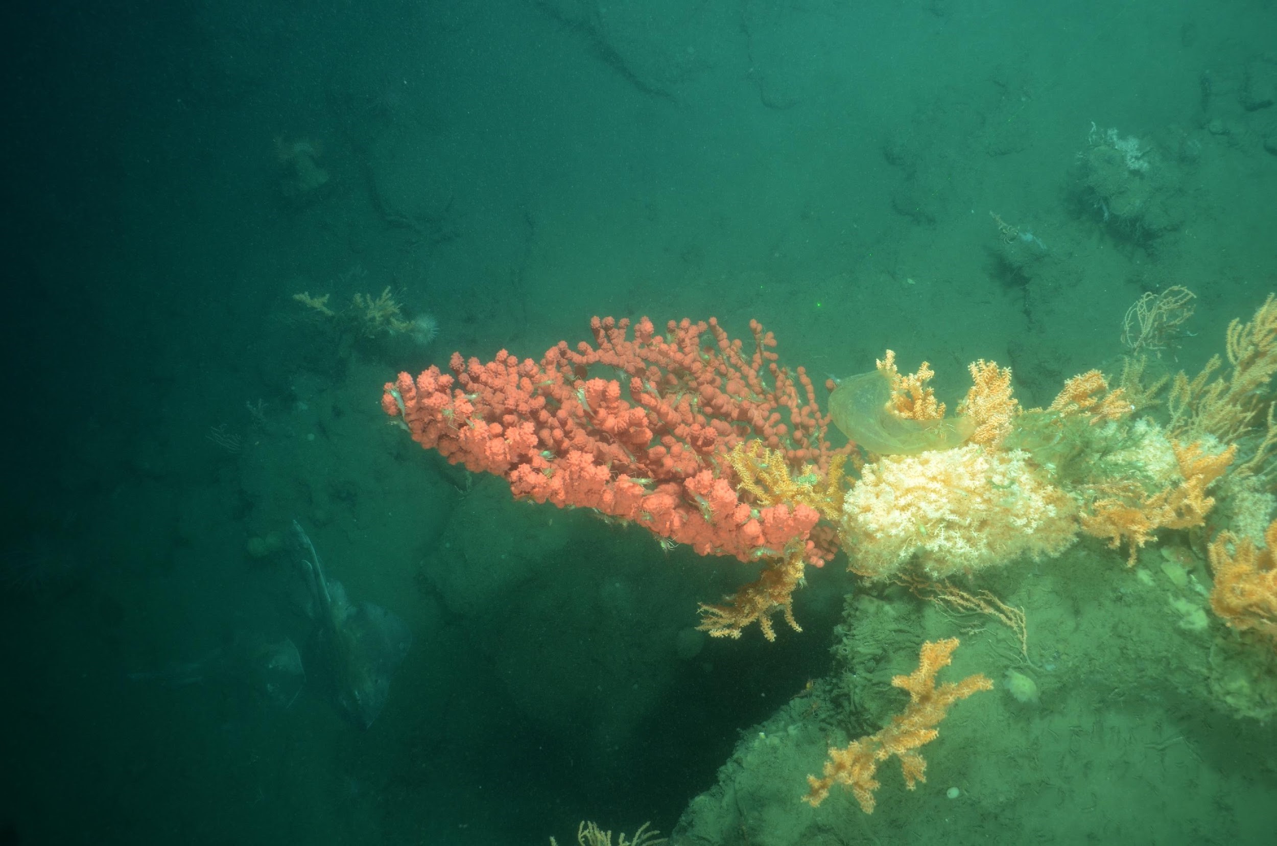 Deep-water Coral and Fish of US Mid-Atlantic Canyons Findings Published