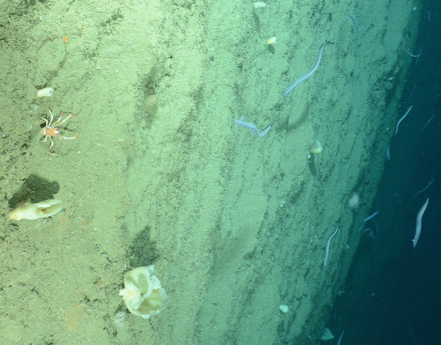 White hexactinellid sponges, galatheid crabs, white urchins and eels over soft sediment margin in Accomac Canyon