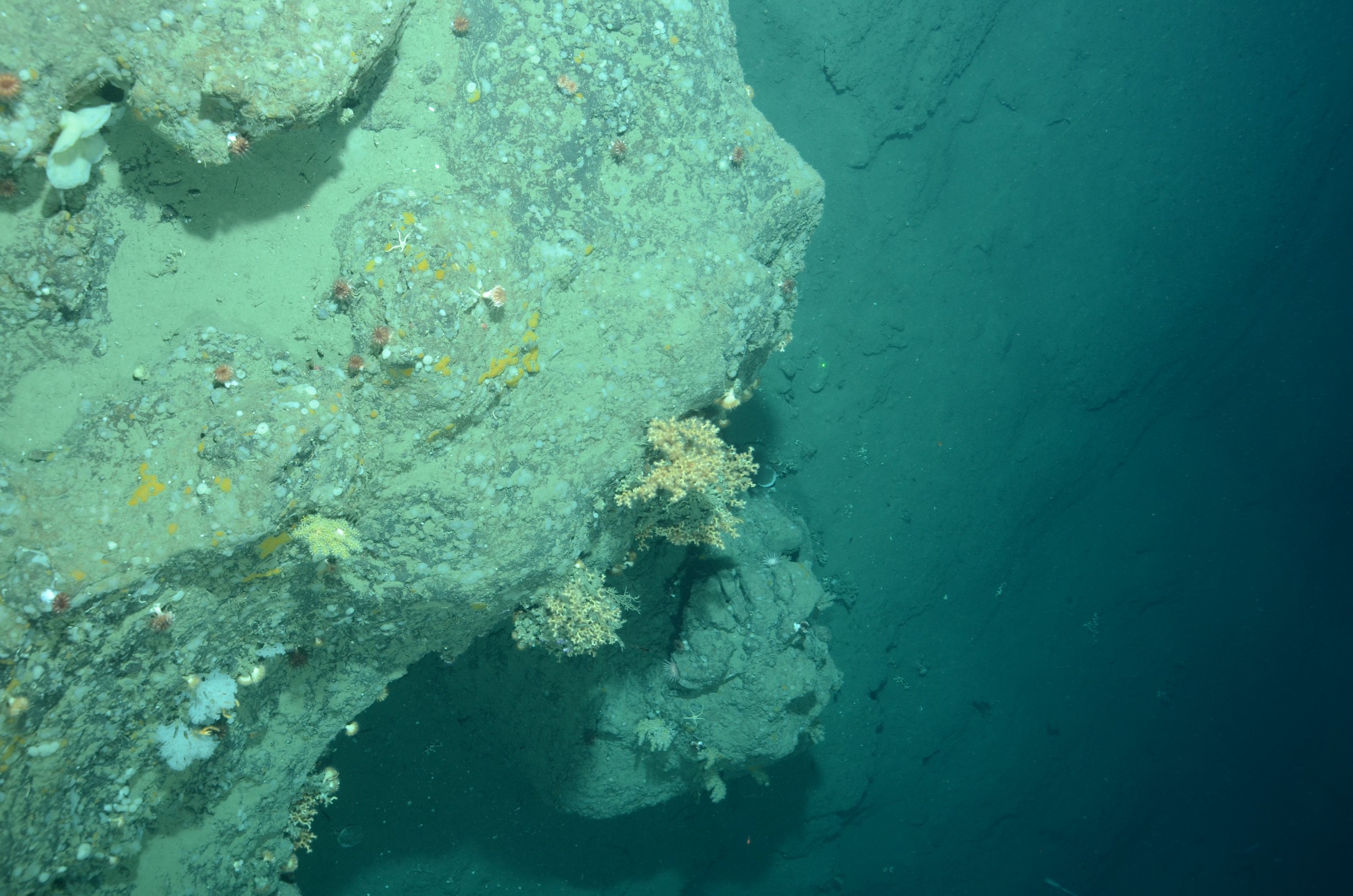 Rocky outcrop with hard corals (including scleratinian and solitary cup corals) and soft corals, white and encrusting sponges in Lindenkohl Canyon