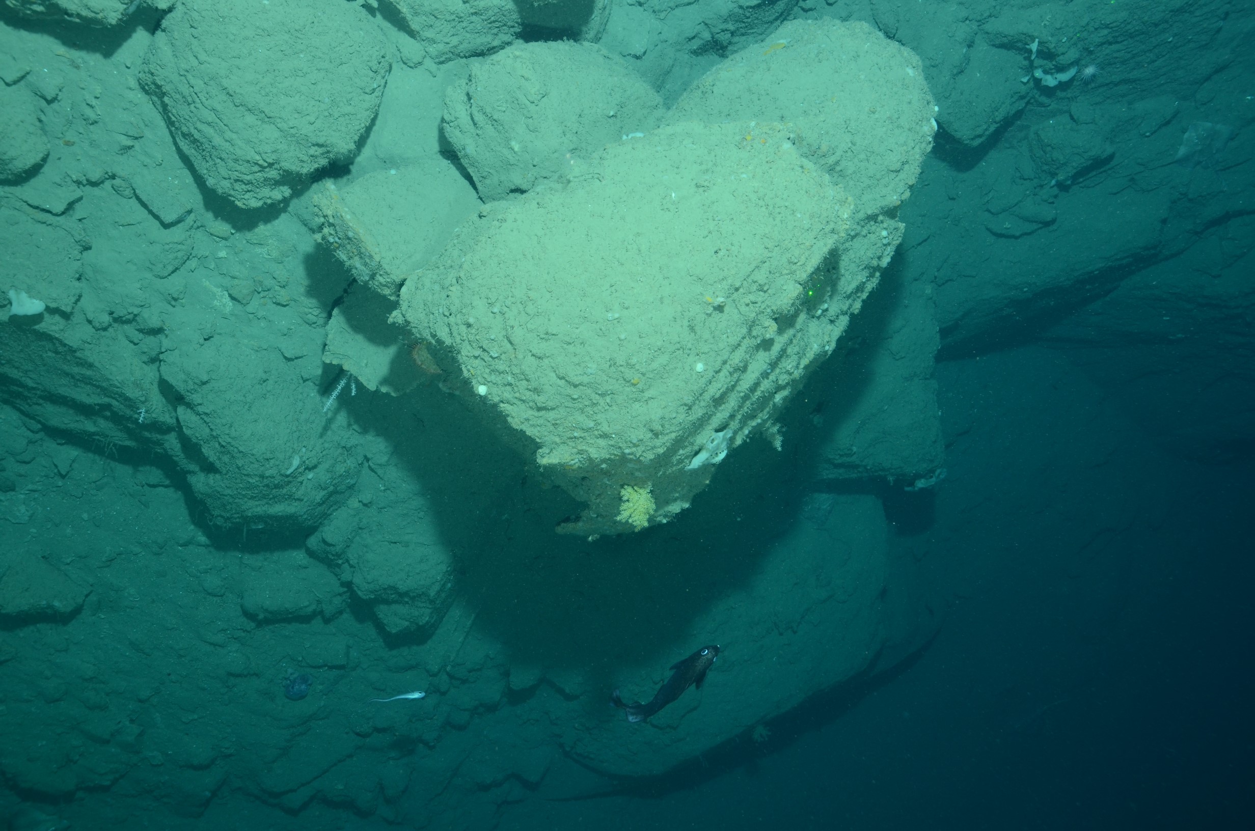 Large boulders create habitat for acanthagorgia and bamboo corals, white sponges, urchins and octopus in Lindenkohl Canyon