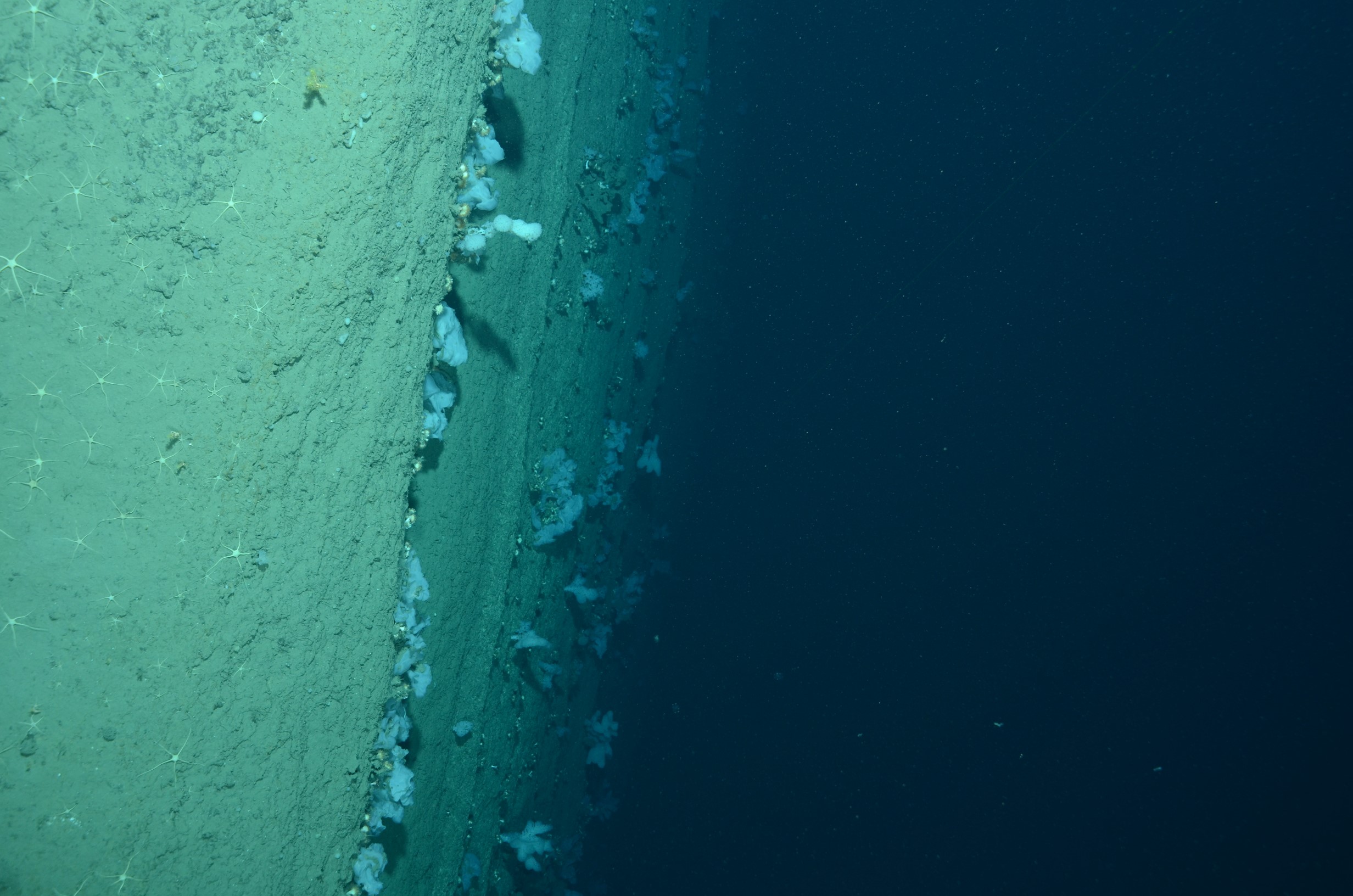 A field of white hexactinellid sponges and solitary cup corals on a vertical wall in Lindenkohl Canyon
