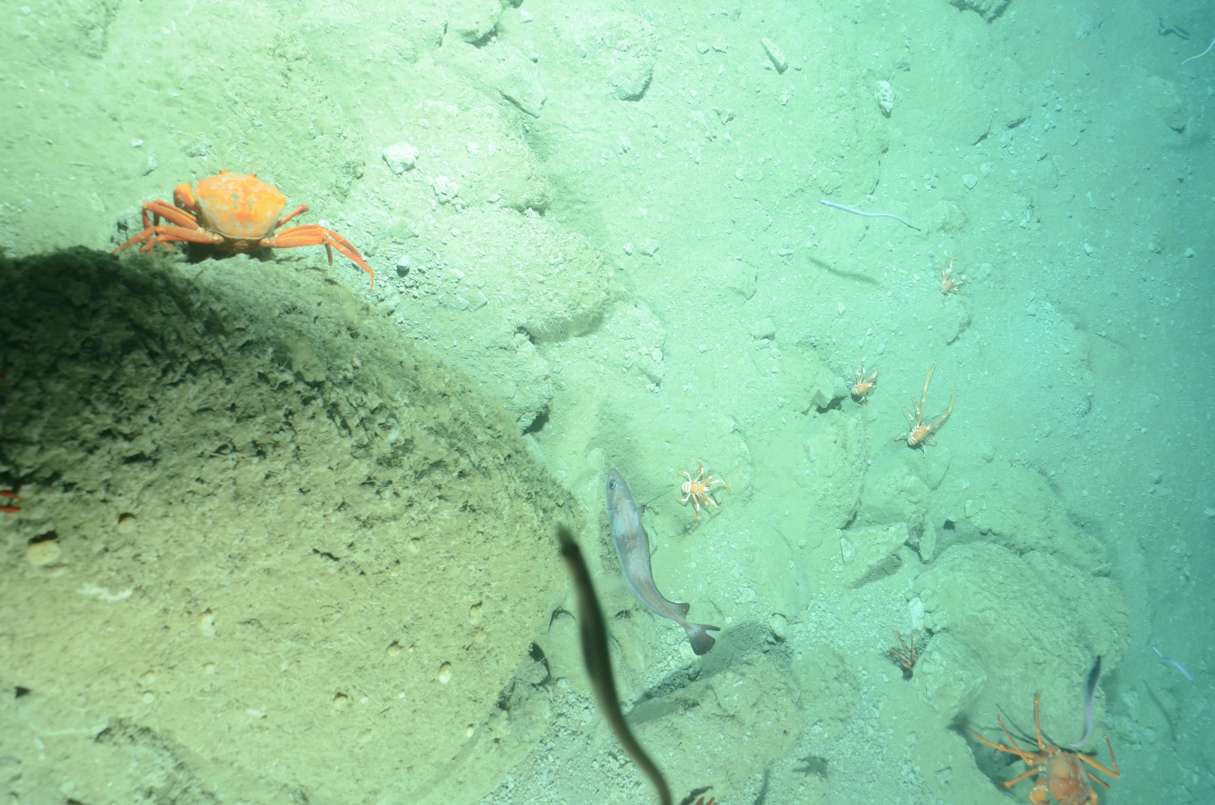Areas of higher relief in the Washington Canyon with galatheid crabs, eels and red crabs