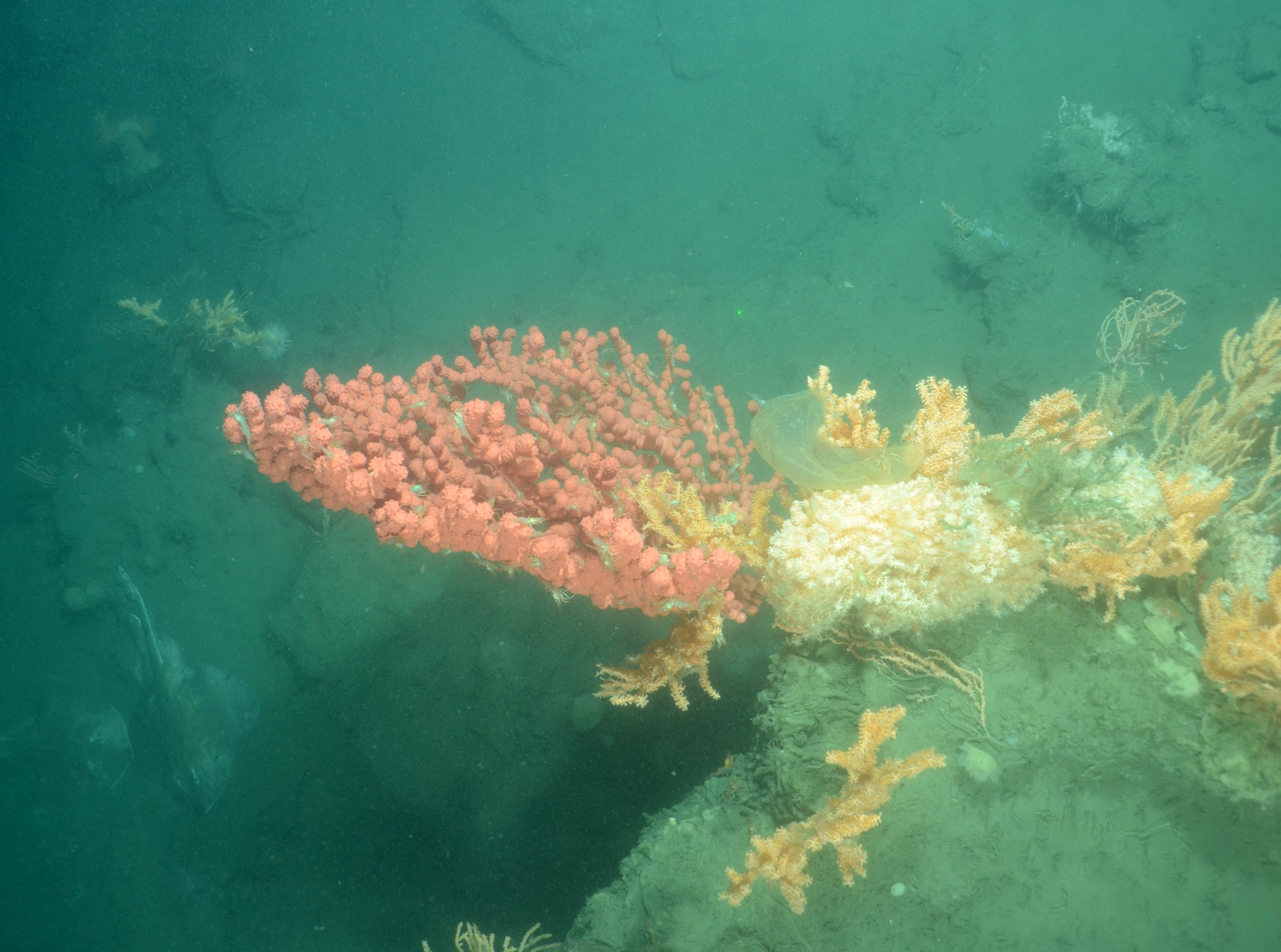 Clusters of paragorgid and acanthogorgid-like corals dominate near 510 meters deep in Wilmington Canyon