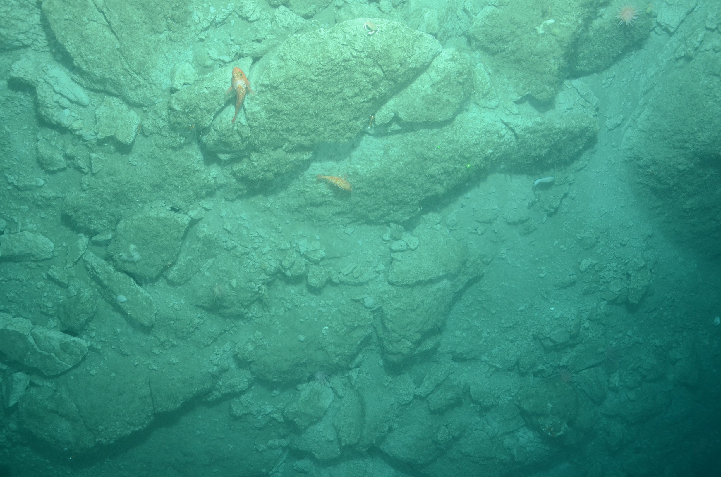 Red 'rockfish' along the hard bottom at 400 meters in Wilmington Canyon