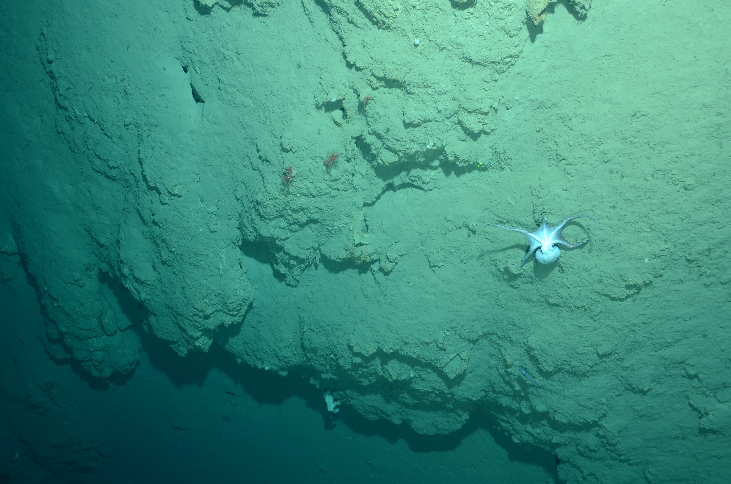 A benthic octopus moves along the seafloor in Wilmington Canyon
