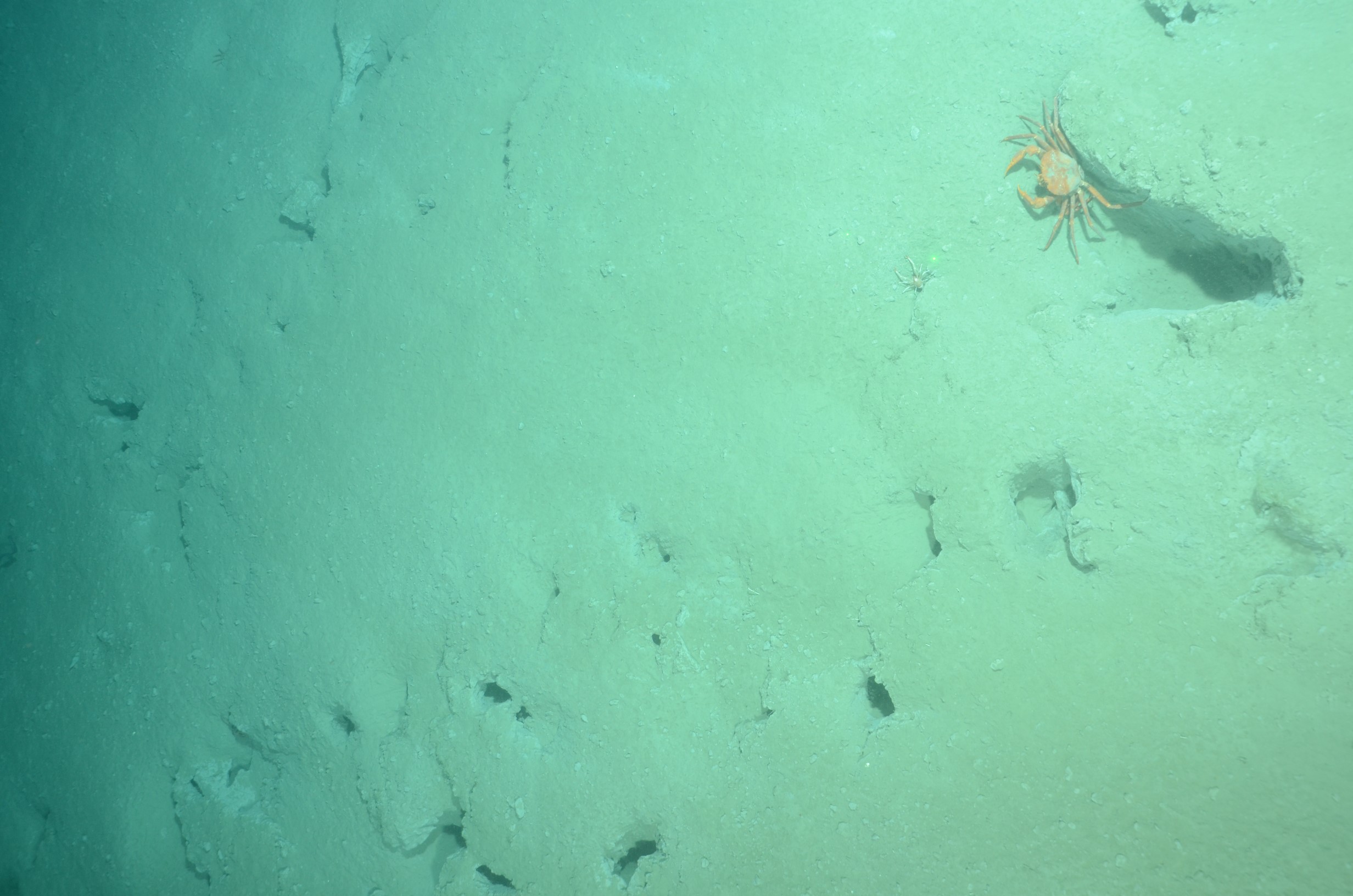 Burrows and red crabs on sediment near 680 meters in Wilmington Canyon