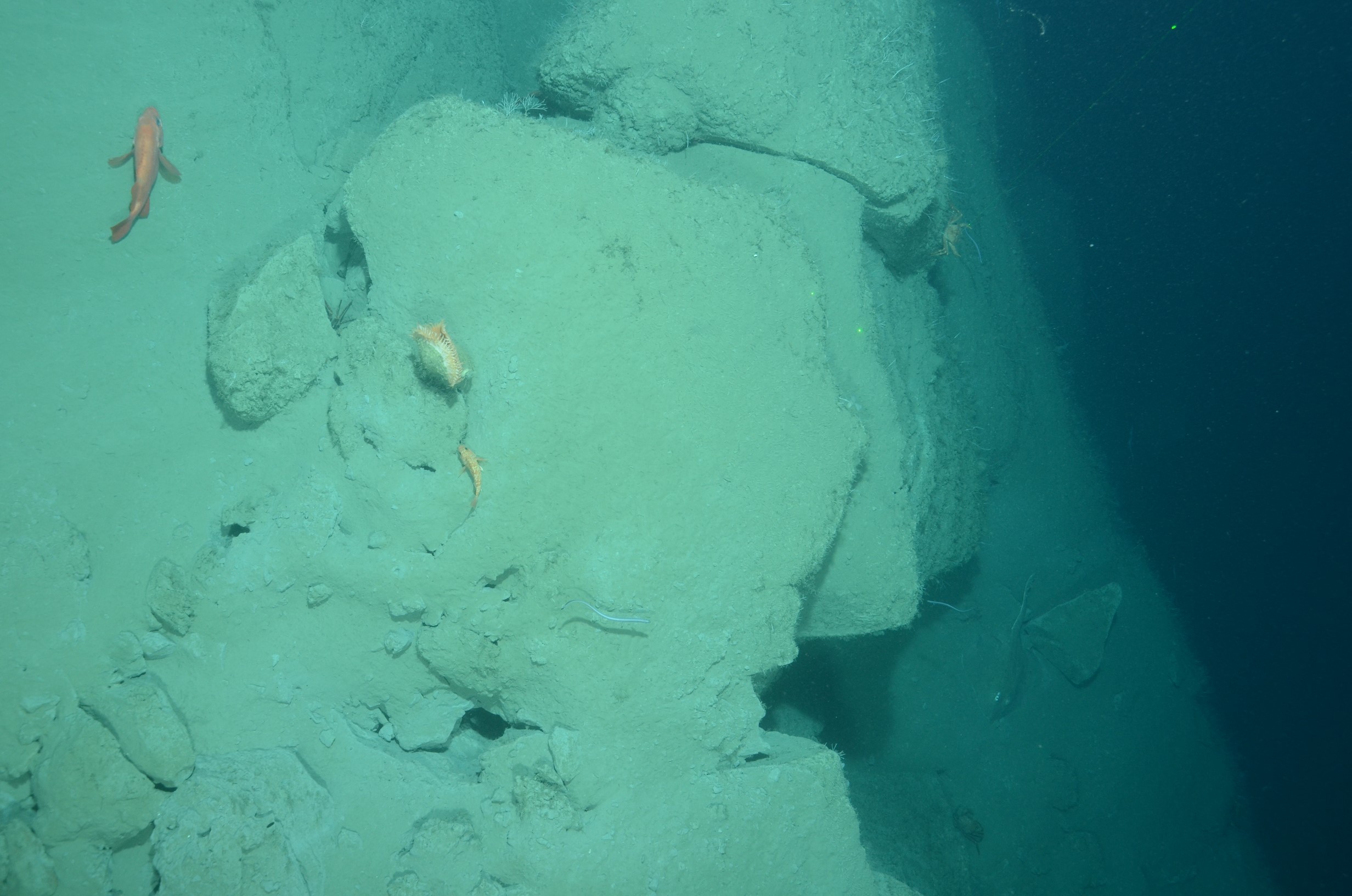 A vertical margin near 840 meters with several species of fish, crabs and sponges in Wilmington Canyon