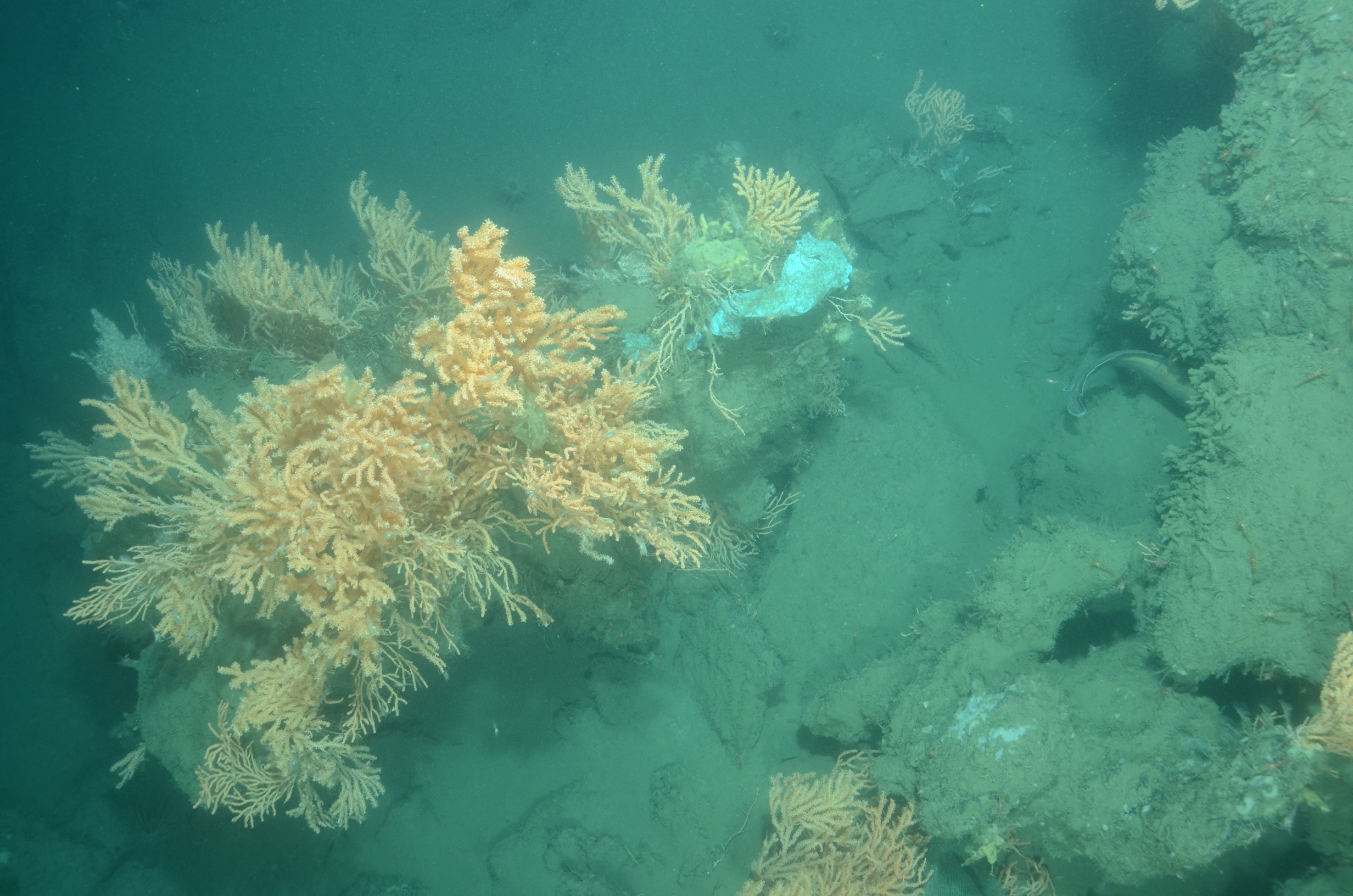 Large assemblages of acanthogorgid-like corals on rocks at 500 meters in Wilmington Canyon. Note the white plastic bag entangled in the corals
