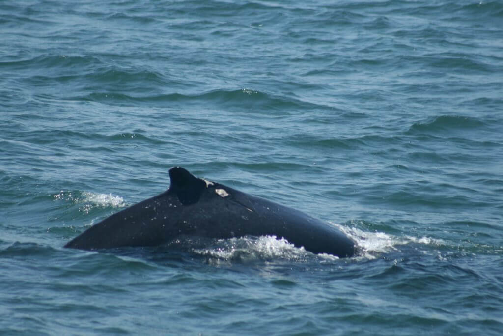 Whale with ship strike marks on dorsal fin