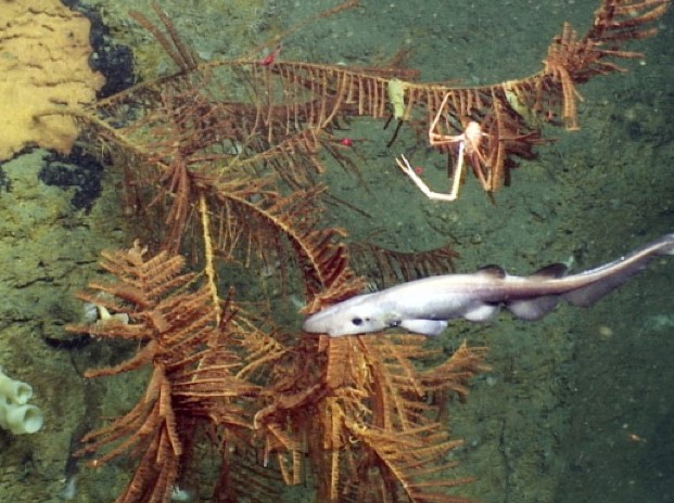 Marine Life in Deep Sea Canyon