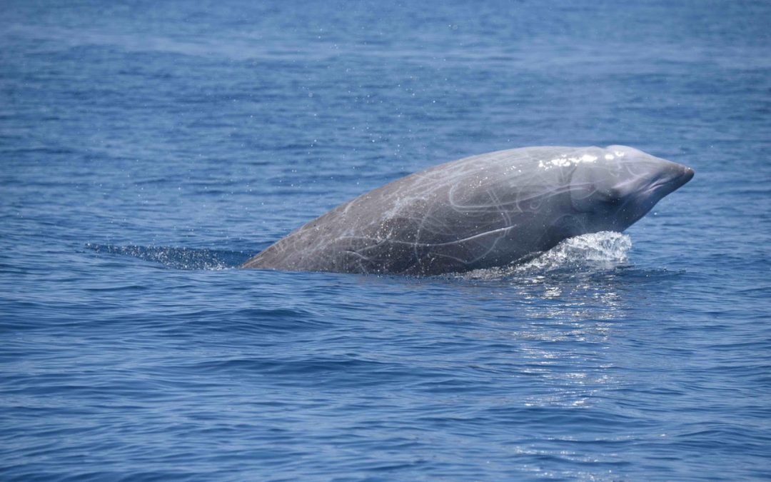 Life in the Deep Sea Part 3: Canyons as Important Whale Habitat