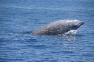 Cuvier’s-beaked-whale-surfacing-after-a-long-foraging-dive-in-canyons-off-Cape-Hatteras-NC