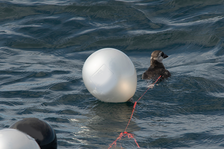 puffin swimming with balloon attached