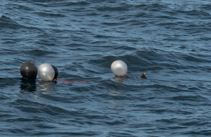 Puffin entangled in string of balloons