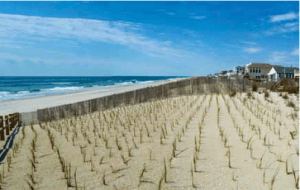 Surf City grass plugs on beach