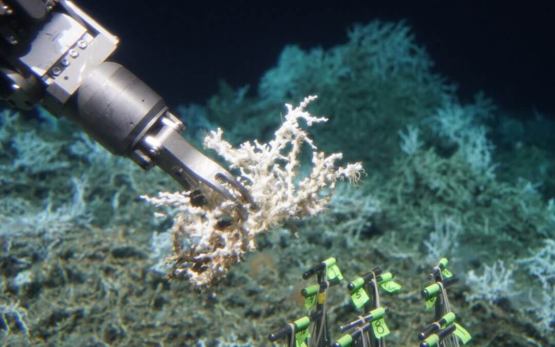 Climate Change Impacts on Deep-Sea Corals