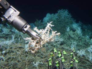 Alvin collects a sample of Lophelia pertusa from an extensive mound of both dead and live coral.
