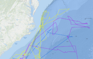 tracks of petrel movement