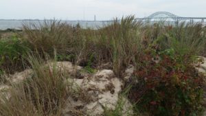 photo of the Robert Moses Causeway on Long Island in the background connecting to a vegetated sand dune on the barrier island Fire Island
