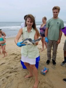 Laura McKay prepares to release a rehabilitated Kemp's ridley sea turtle in Virginia. 