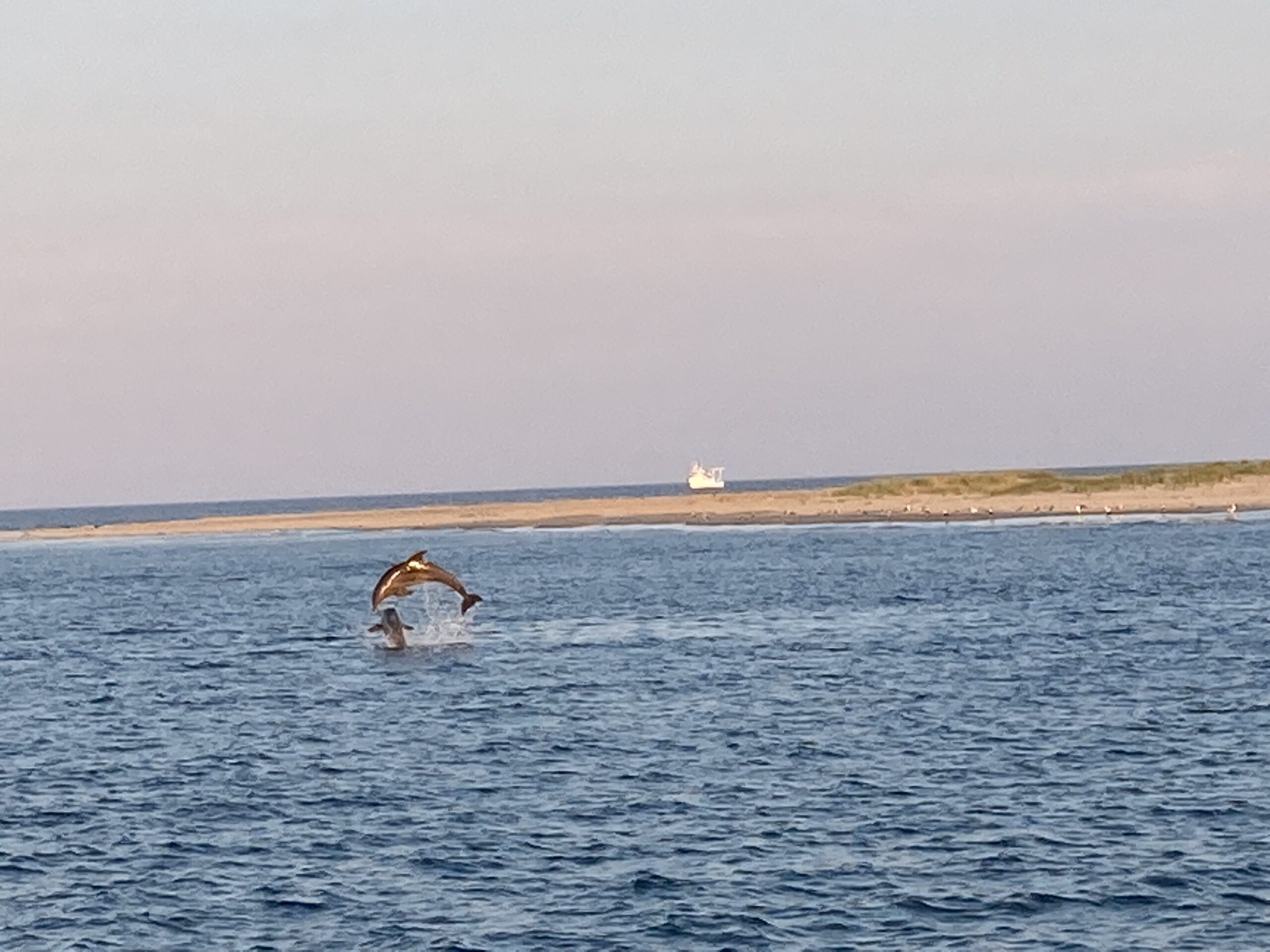 Dolphins off the coast of Lewes, Delaware